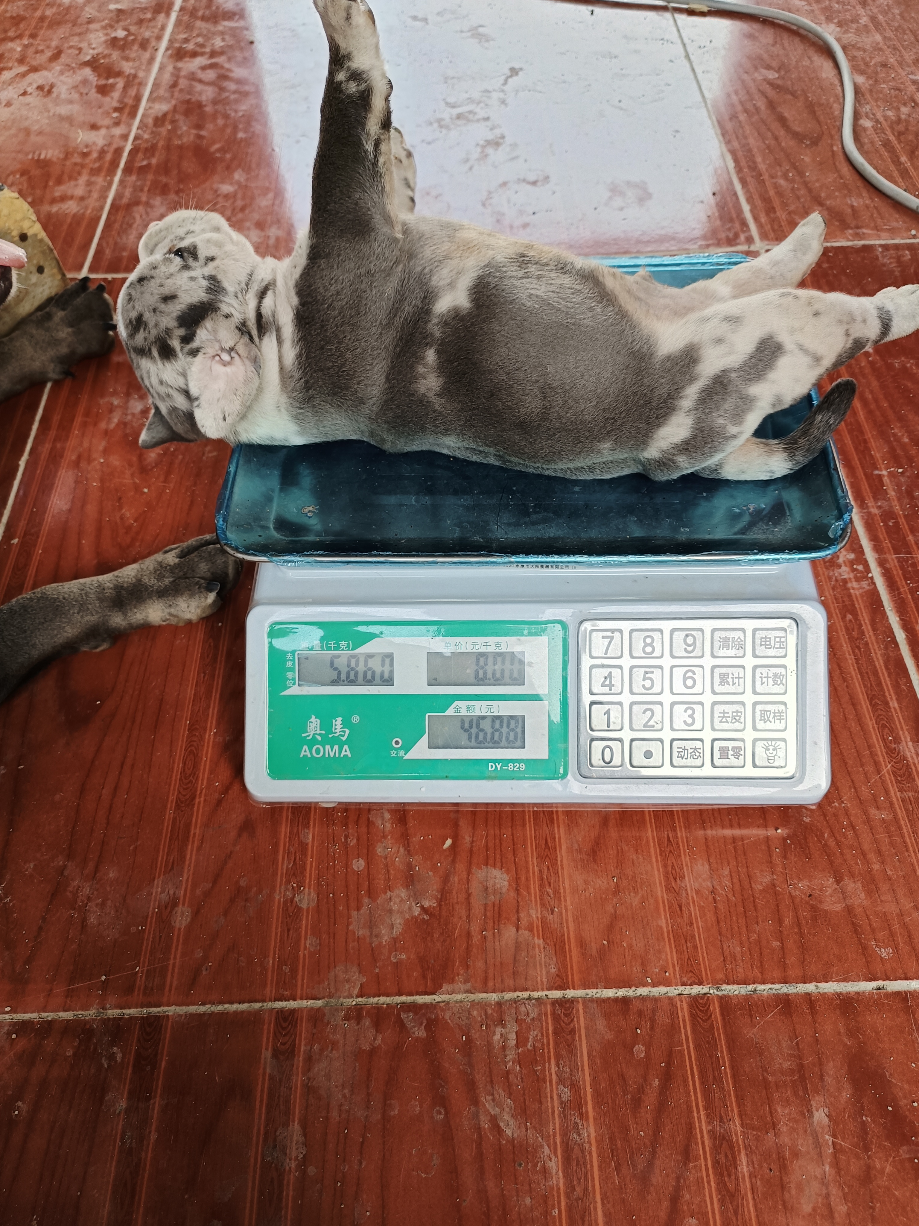 恶霸犬  大体陨石色
